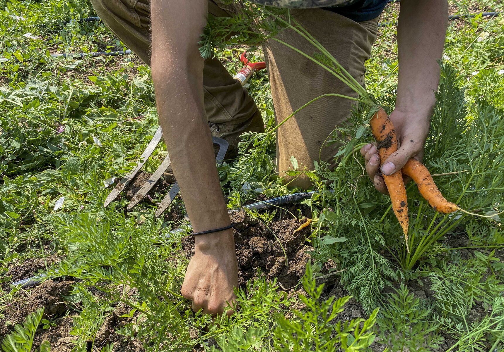 ODonnell_NM_Taos_TLT_RFP_YCC_VGHS_garden_food_ag-052-2.jpg